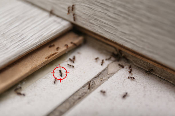 Best Pest Inspection Near Me  in Lorado Springs, CO