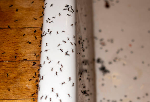 Best Best Pest Control Companies  in Lorado Springs, CO