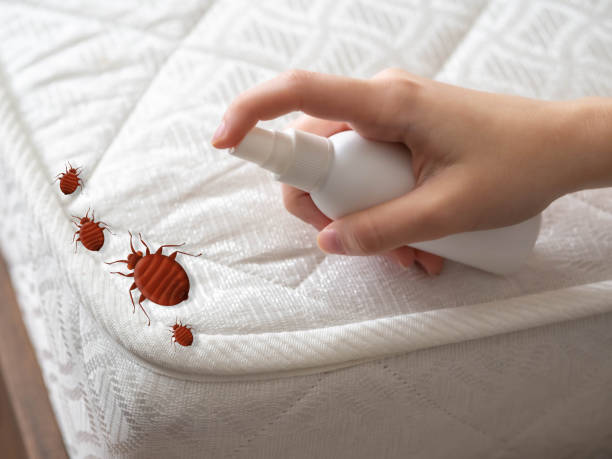 Best Cockroach Control Services  in Lorado Springs, CO