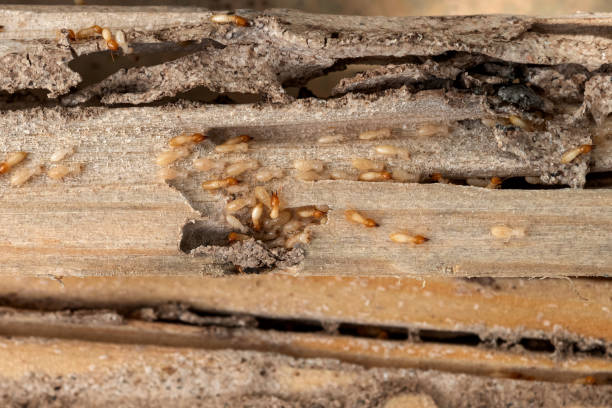 Trusted Colorado Springs, CO Pest Control Experts