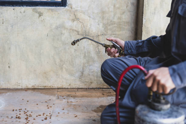 Best Termite Control Services  in Lorado Springs, CO